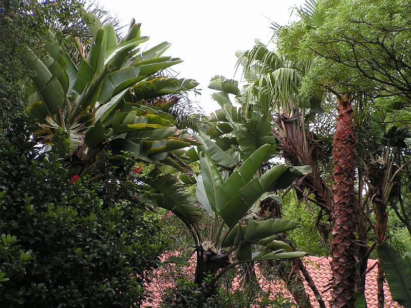 Palmen im Garten.JPG